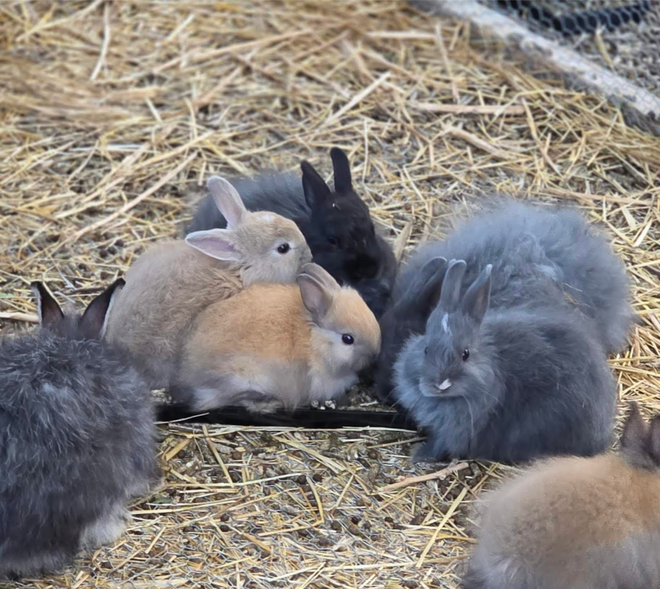 Jersey Wooly - Bunny Rabbit