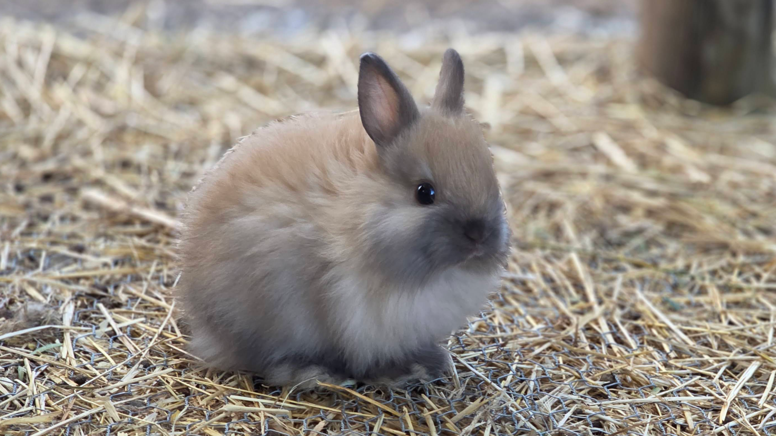 Jersey Wooly - Bunny Rabbit - Image 3