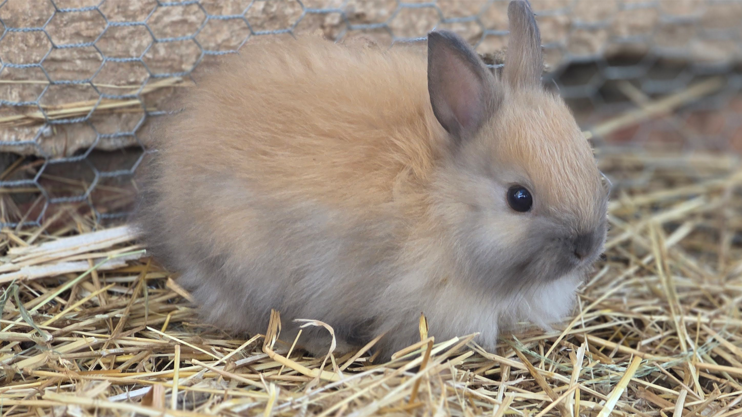 Jersey Wooly - Bunny Rabbit - Image 4
