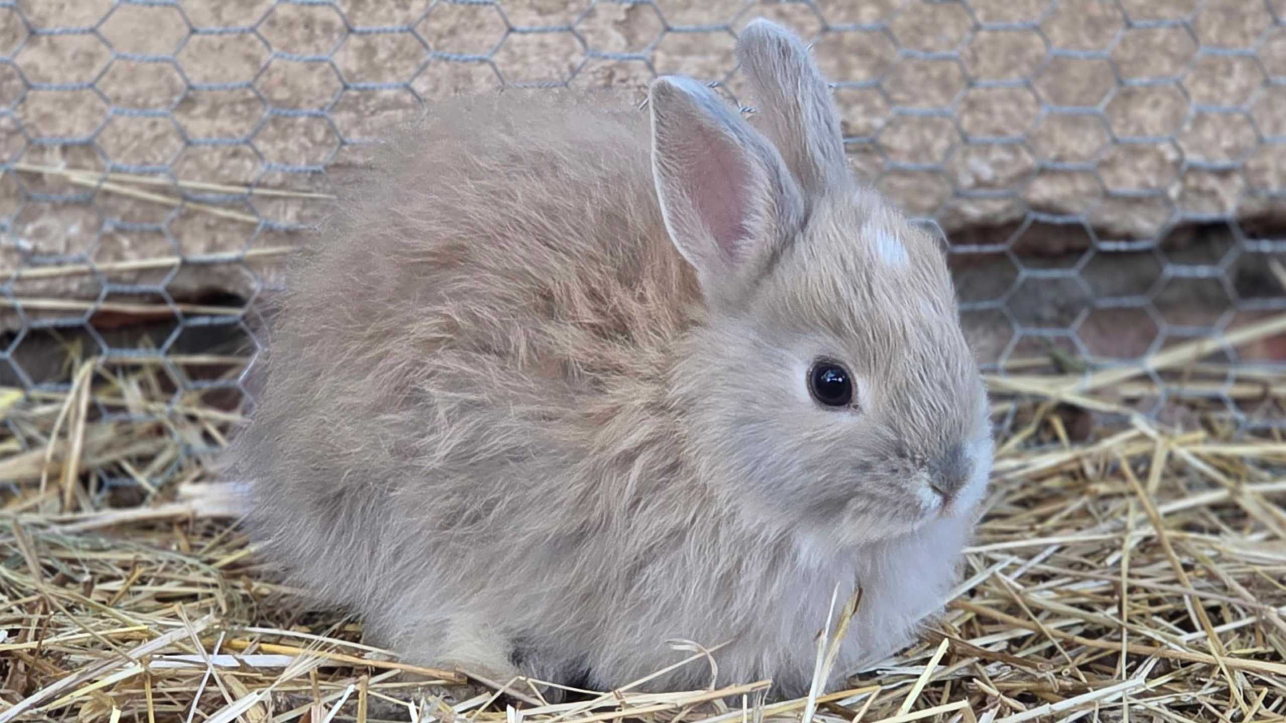 Jersey Wooly - Bunny Rabbit - Image 5