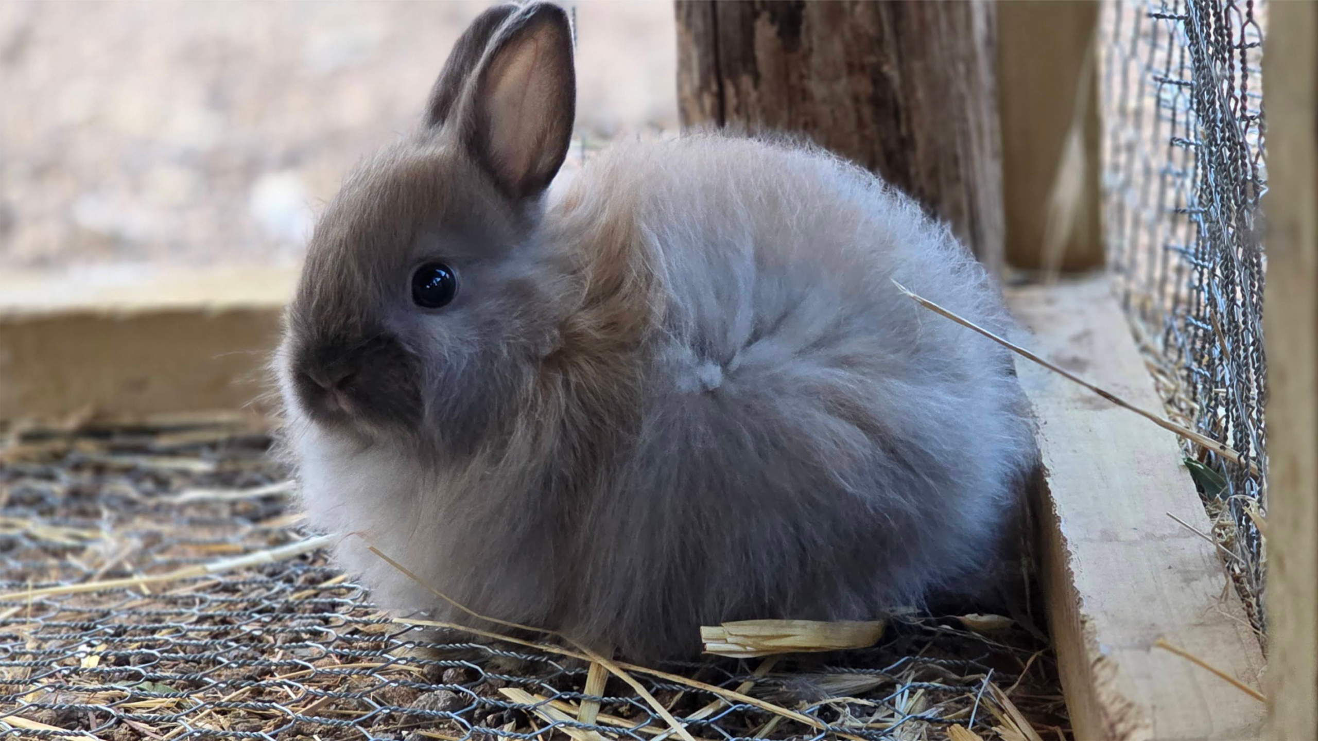 Jersey Wooly - Bunny Rabbit - Image 2